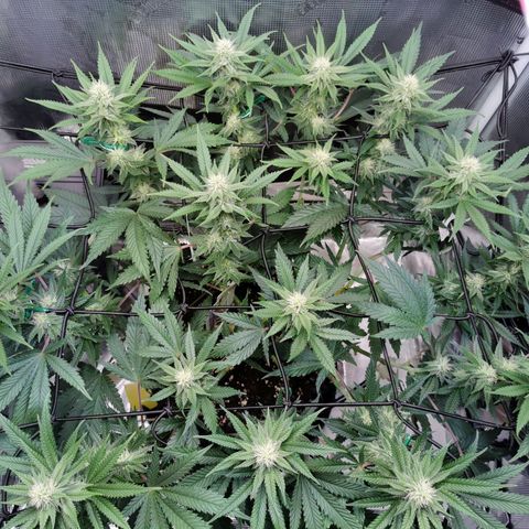 Cookies Kush #2 growlog timeline photo