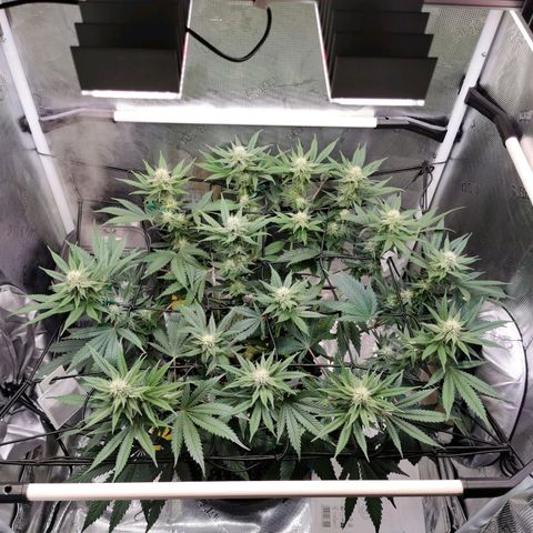 Cookies Kush #2 growlog timeline photo