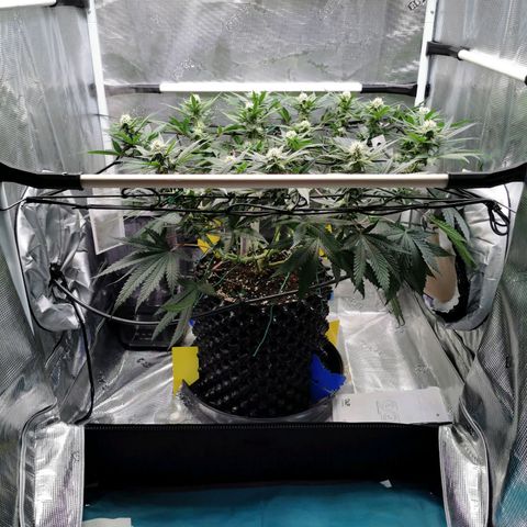 Cookies Kush #2 growlog timeline photo