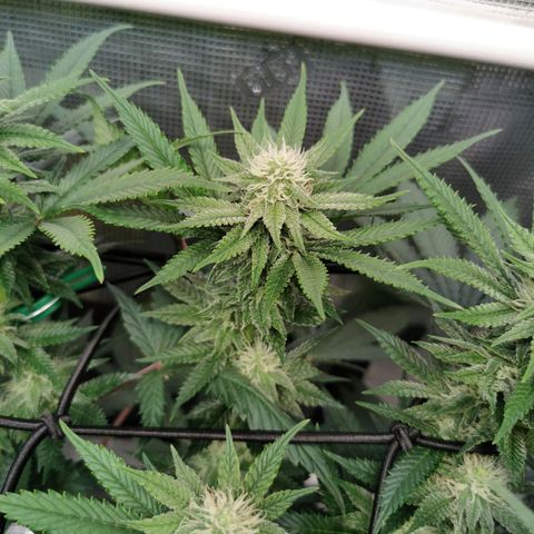 Cookies Kush #2 growlog timeline photo