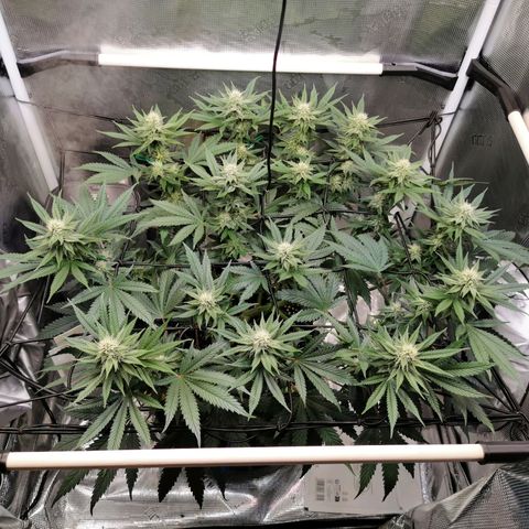 Cookies Kush #2 growlog timeline photo