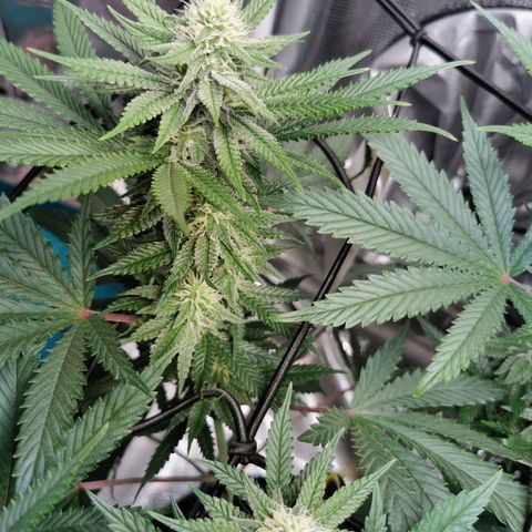 Cookies Kush #2 growlog timeline photo