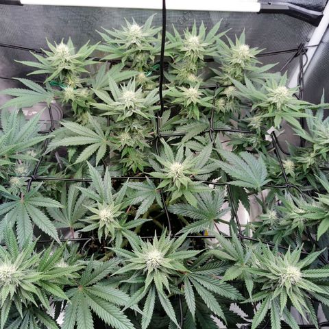 Cookies Kush #2 growlog timeline photo