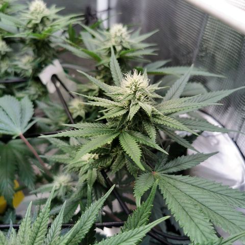 Cookies Kush #2 growlog timeline photo