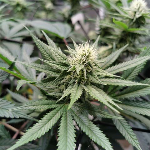 Cookies Kush #2 growlog timeline photo
