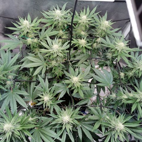 Cookies Kush #2 growlog timeline photo
