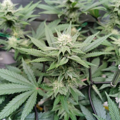 Cookies Kush #2 growlog timeline photo