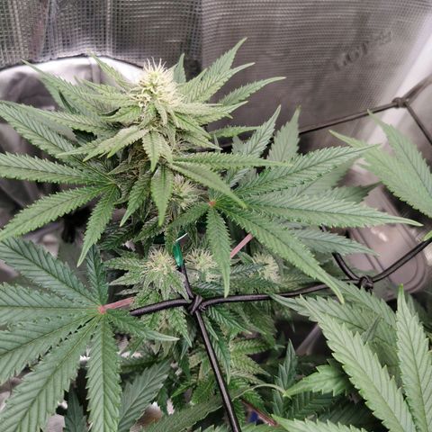 Cookies Kush #2 growlog timeline photo