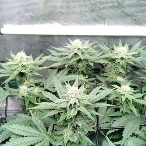 Cookies Kush #2 growlog timeline photo