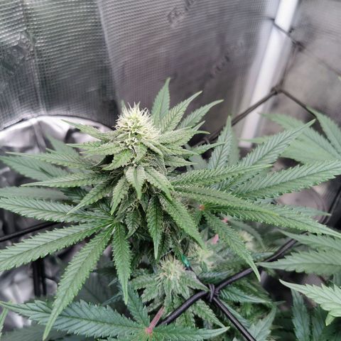 Cookies Kush #2 growlog timeline photo