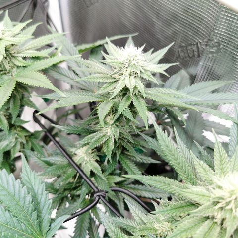 Cookies Kush #2 growlog timeline photo