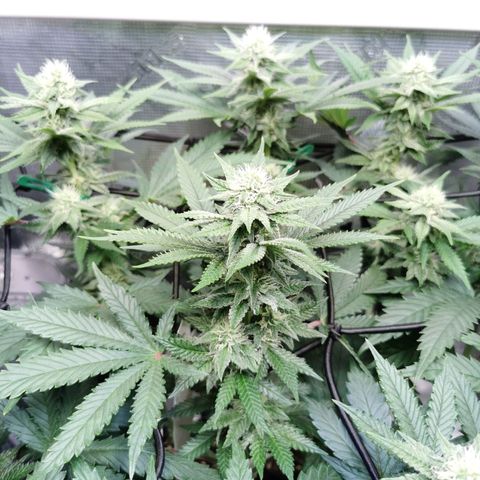 Cookies Kush #2 growlog timeline photo
