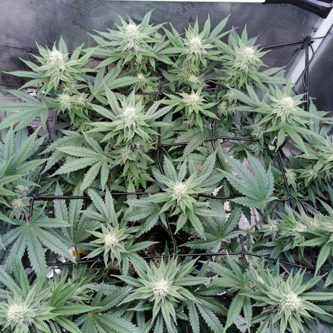 Cookies Kush #2 growlog timeline photo