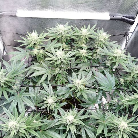 Cookies Kush #2 growlog timeline photo