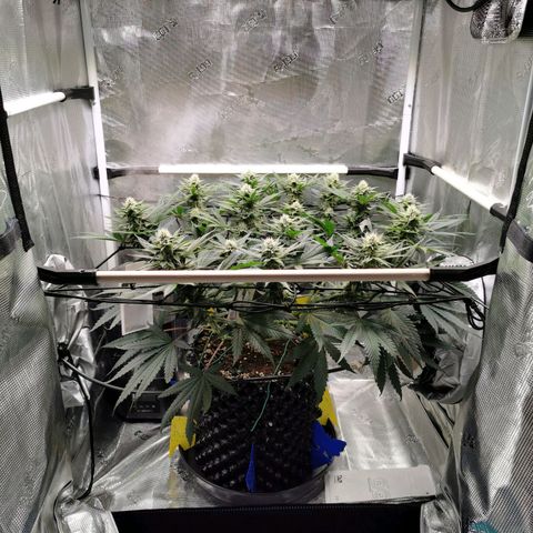 Cookies Kush #2 growlog timeline photo