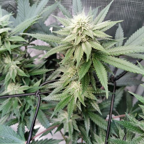 Cookies Kush #2 growlog timeline photo