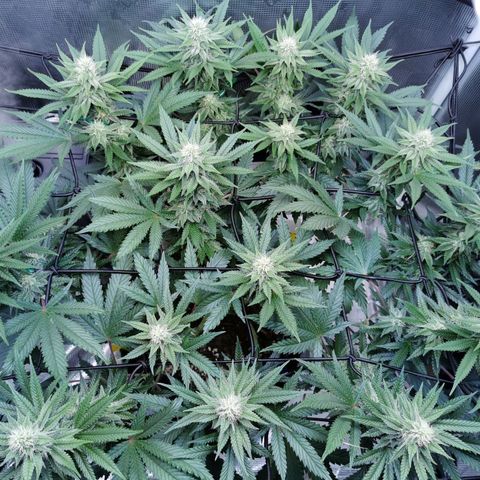 Cookies Kush #2 growlog timeline photo