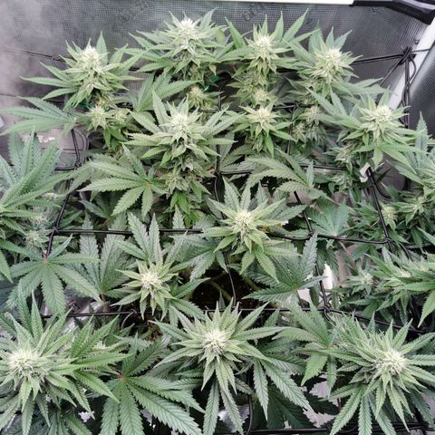 Cookies Kush #2 growlog timeline photo