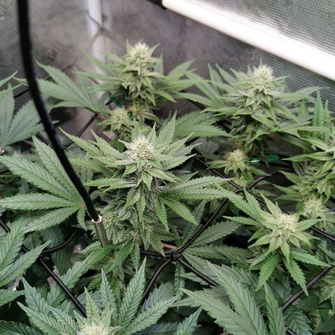 Cookies Kush #2 growlog timeline photo