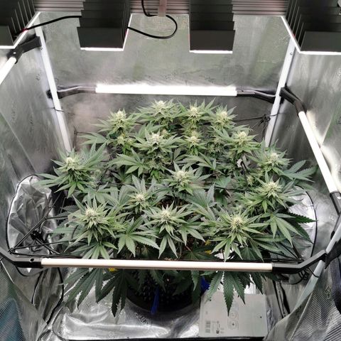 Cookies Kush #2 growlog timeline photo