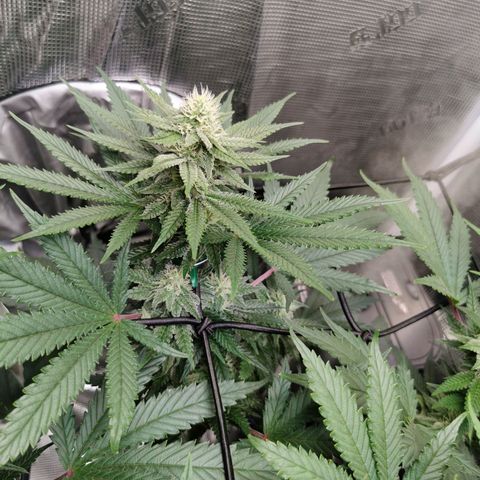 Cookies Kush #2 growlog timeline photo