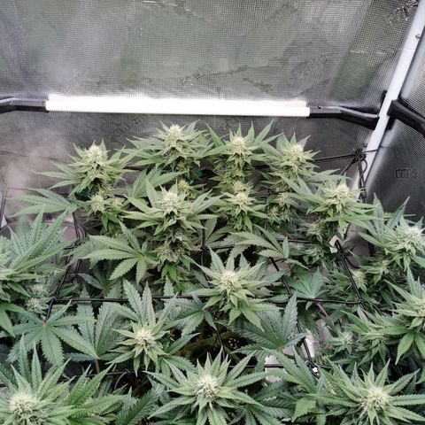 Cookies Kush #2 growlog timeline photo
