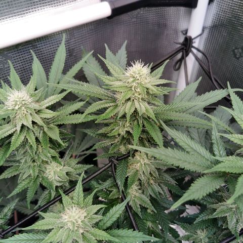 Cookies Kush #2 growlog timeline photo