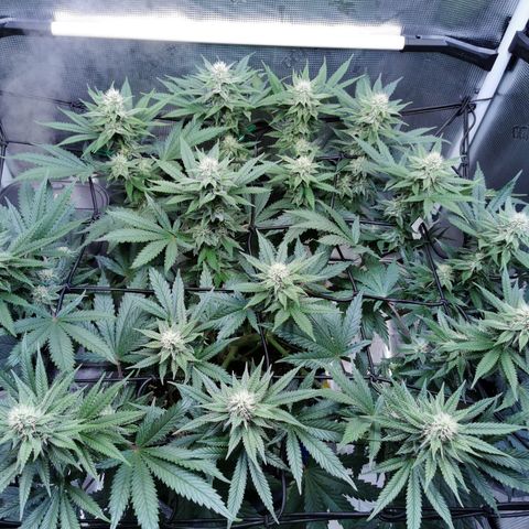 Cookies Kush #2 growlog timeline photo