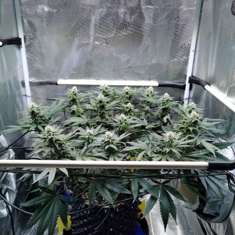 Cookies Kush #2 growlog timeline photo
