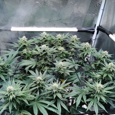 Cookies Kush #2 growlog timeline photo