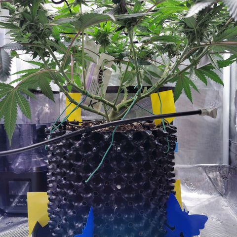 Cookies Kush #2 growlog timeline photo