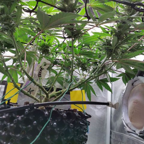 Cookies Kush #2 growlog timeline photo