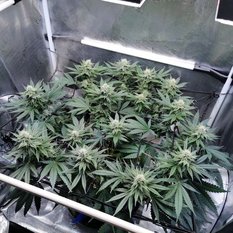 Cookies Kush #2 growlog timeline photo