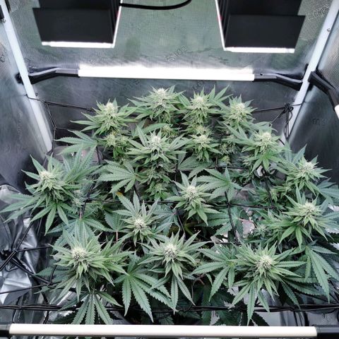 Cookies Kush #2 growlog timeline photo