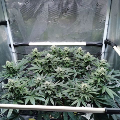 Cookies Kush #2 growlog timeline photo