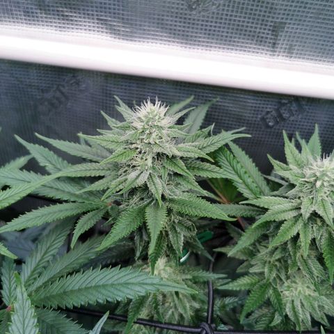 Cookies Kush #2 growlog timeline photo