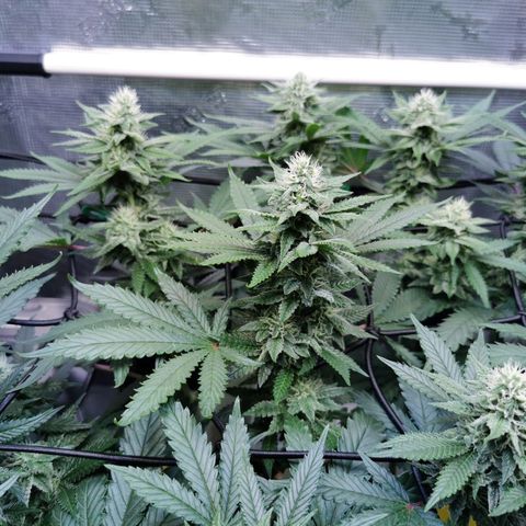 Cookies Kush #2 growlog timeline photo