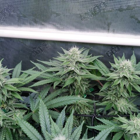 Cookies Kush #2 growlog timeline photo