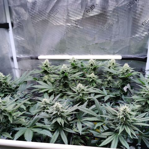 Cookies Kush #2 growlog timeline photo