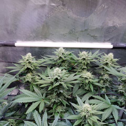 Cookies Kush #2 growlog timeline photo