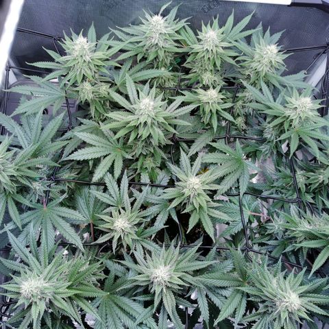 Cookies Kush #2 growlog timeline photo