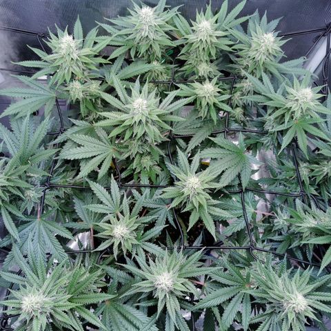 Cookies Kush #2 growlog timeline photo