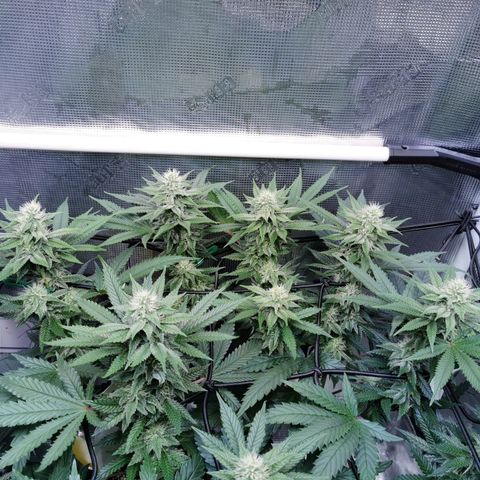 Cookies Kush #2 growlog timeline photo