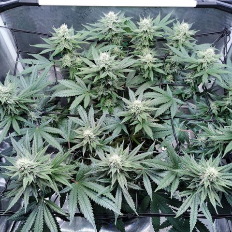 Cookies Kush #2 growlog timeline photo