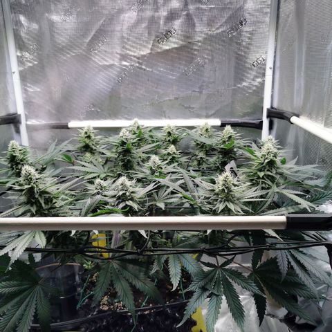 Cookies Kush #2 growlog timeline photo