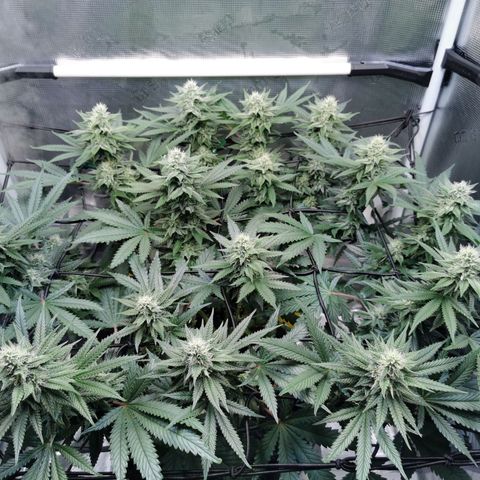 Cookies Kush #2 growlog timeline photo