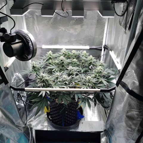 Cookies Kush #2 growlog timeline photo