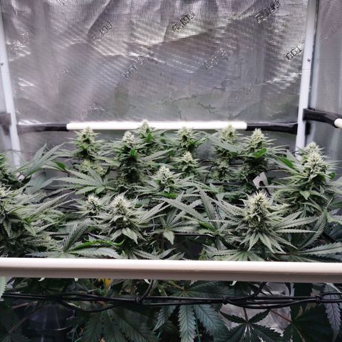 Cookies Kush #2 growlog timeline photo