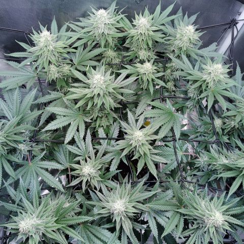 Cookies Kush #2 growlog timeline photo