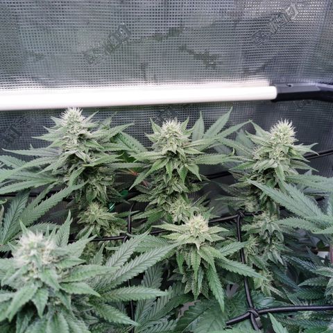 Cookies Kush #2 growlog timeline photo